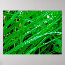 Waterdrops Print