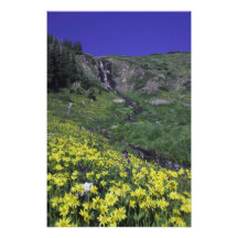 Waterfall and wildflowers in alpine meadow, photograph