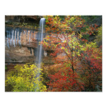 Waterfall, bigtooth maple Acer