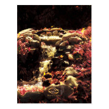 Waterfall Foliage Vermont Garden Post Cards