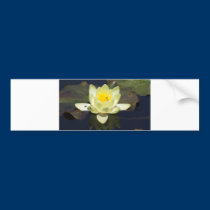 Waterlilly bumper stickers