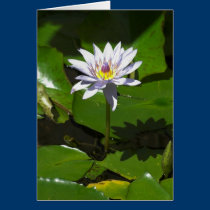 Waterlilly cards