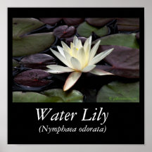 waterlily1 copy, © gilbertstetson.com, Water Li... Posters