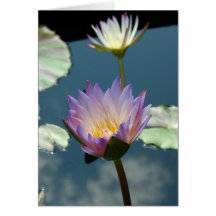 Waterlily 6 cards