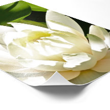 Waterlily Photo