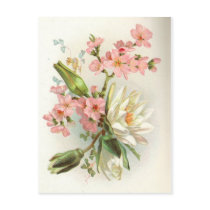 waterlily post cards