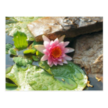 Waterlily Postcard