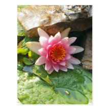 Waterlily Postcards