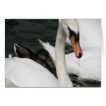 Watermead Country Park cards