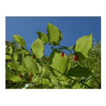 Watermelon Berries, Unalaska Island Post Card