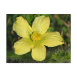 Watermelon Bloom postcards