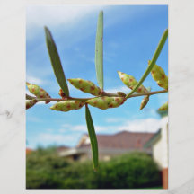 Wattle pods against blue sky personalized flyer
