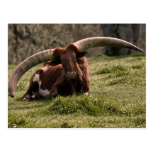 Watusi Cow Postcards