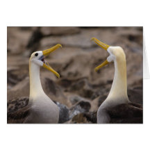 Waved albatross Phoebastria irrorata) pair in Greeting Card