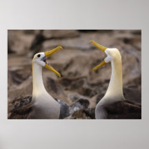 Waved albatross Phoebastria irrorata) pair in Poster