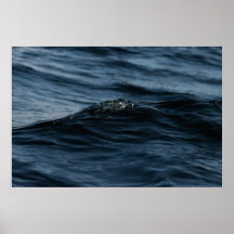 Wavelet Poster