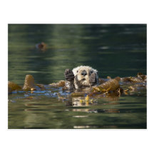Waving otter post card