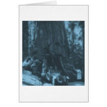 Wawona Tree Magic Lantern Maraposa Grove, CA Greeting Cards
