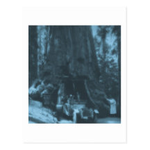 Wawona Tree Magic Lantern Maraposa Grove, CA Post Card