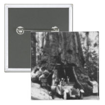 Wawona Tree Magic Lantern Vintage California Button