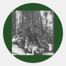 Wawona Tree Magic Lantern Vintage California Sticker