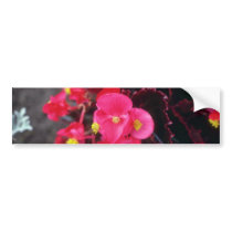 Wax Begonia (Begonia) flowers Bumper Stickers