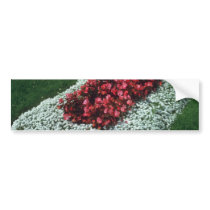 Wax Begonia (Begonia) flowers Bumper Sticker