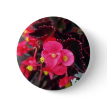 Wax Begonia (Begonia) flowers Pinback Buttons