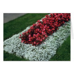 Wax Begonia (Begonia) flowers Cards