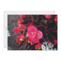 Wax Begonia (Begonia) flowers Personalized Invites