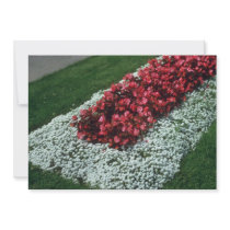 Wax Begonia (Begonia) flowers Custom Invite