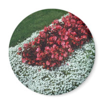 Wax Begonia (Begonia) flowers Refrigerator Magnets