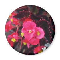 Wax Begonia (Begonia) flowers Magnet