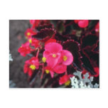 Wax Begonia (Begonia) flowers Post Cards