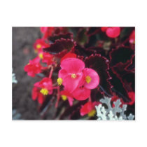 Wax Begonia (Begonia) flowers Post Cards