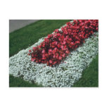 Wax Begonia (Begonia) flowers Post Cards