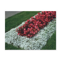 Wax Begonia (Begonia) flowers Post Cards