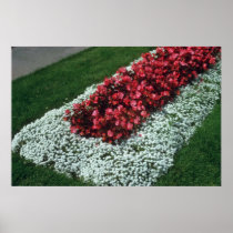 Wax Begonia (Begonia) flowers Print