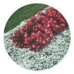Wax Begonia (Begonia) flowers Stickers