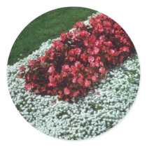 Wax Begonia (Begonia) flowers Stickers