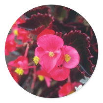 Wax Begonia (Begonia) flowers Sticker