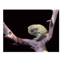 Waxy Monkey Frog Postcard