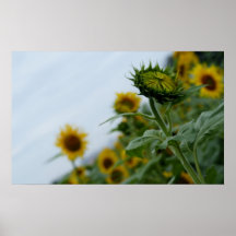 We Are Here For You/Sunflowers Print