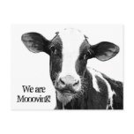 We are Moving! Moooving Change of Address Cow Post Cards