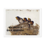 We Have a New Address!/ Nesting Baby Swallows postcards