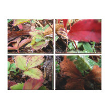 Web of Dewdrops Stretched Canvas Prints