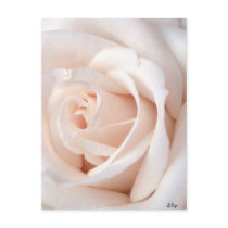 Wedding Rose Post Card