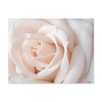 Wedding Rose Postcard