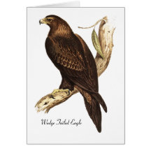 Wedge Tailed Eagle.  A Magnificent Bird of Prey. Card