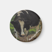 Wedrose Acres Cow Magnet